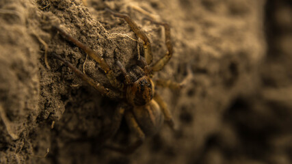 brown earthen spider hunts insects, looking out of hiding