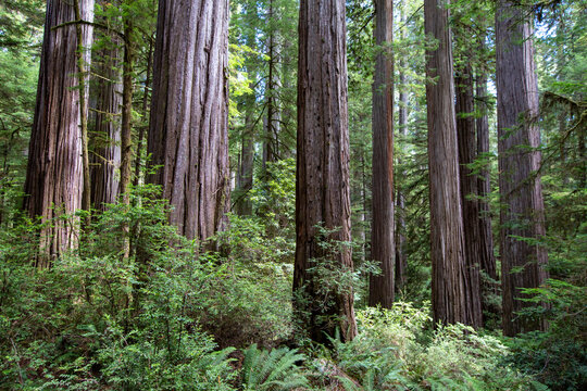 Among giant redwoods on the Boy Scout Tree Trail in Jedediah Smith Redwoods State Park, California