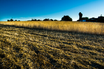 Sunrise in a dry crop field