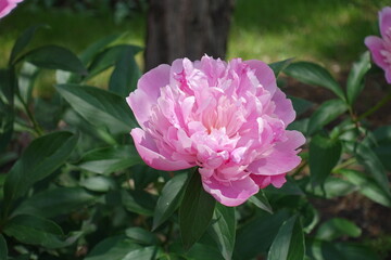 Double flowered pink peony in bloom in May