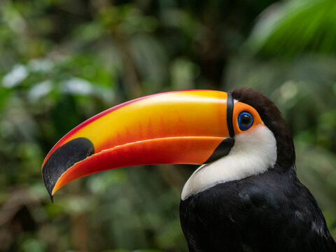 Captive toco toucan (Ramphastos toco), Parque das Aves, Foz do Iguacu, Parana State, Brazil