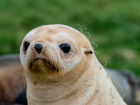 Juvenile leucistic Antarctic fur seal (Arctocephalus gazella), St. Andrews Bay, South Georgia