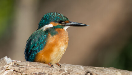 Сommon kingfisher, Alcedo atthis. Sunny day, a young bird sitting by the river on a beautiful branch, peering into the water, waiting for a fish