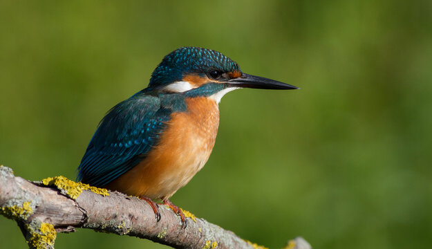 Сommon kingfisher, Alcedo atthis. Sunny day, a young bird sitting by the river on a beautiful branch, peering into the water, waiting for a fish. © Юрій Балагула
