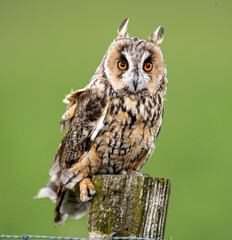 Long Eared Owl