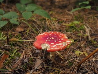 red and white mushroom in the forest