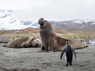 Southern elephant seal bull (Mirounga leoninar), sounding a challenge on the beach at Gold Harbor, South Georgia