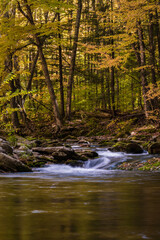 Fototapeta na wymiar Falling leaves in bright autumn foliage surrounds Rondout Creek in Peekamoose Forest Catskills 