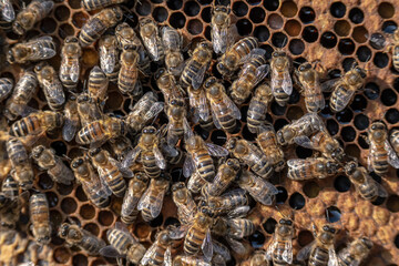 closeup of bees on honeycomb in apiary frame Honey bee selective focus