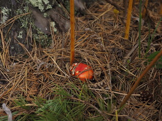 red and white mushroom in the forest