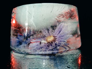 flower frozen in a piece of ice and illuminated in the dark in creative and abstract macro photography