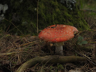 red and white mushroom in the forest