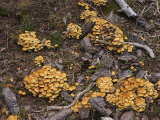 yellow mushroom in the forest
