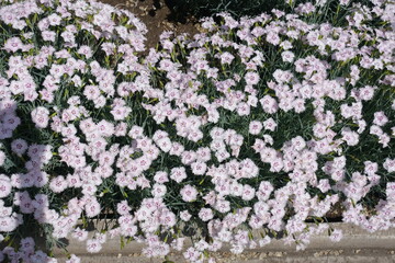 Not a few light pink flowers of Dianthus deltoides in May