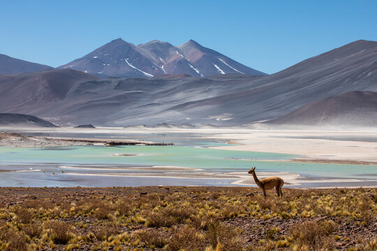 Adult vicuna (Vicugna vicugna), in the Andean Central Volcanic Zone, Antofagasta Region, Chile
