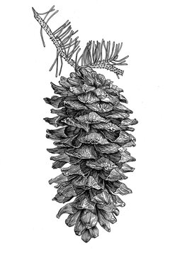 pomme de pin