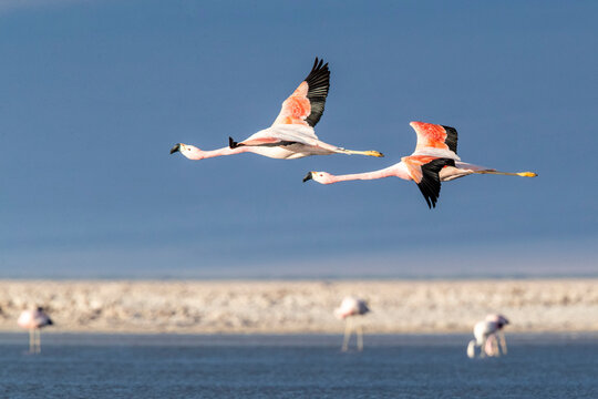 Andean flamingos (Phoenicoparrus andinu), in flight at Llano de Solaren, Los Flamencos National Reserve, Chile