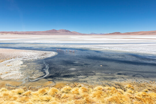 Andean flamingos (Phoenicoparrus andinus), Laguna Tara, Los Flamencos National Reserve, Antofagasta Region, Chile