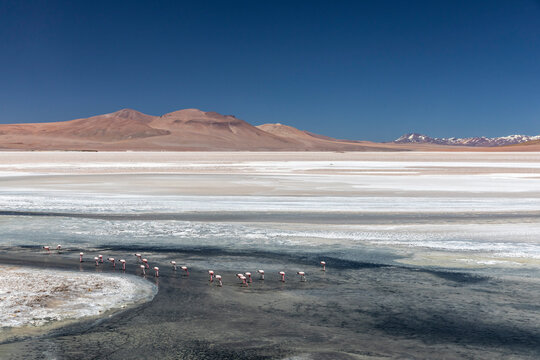 Andean flamingos (Phoenicoparrus andinus), Laguna Tara, Los Flamencos National Reserve, Antofagasta Region, Chile.