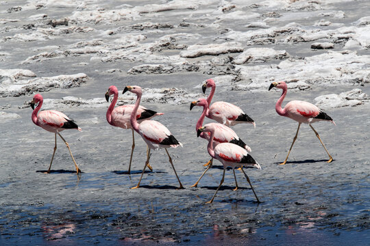 Andean flamingos (Phoenicoparrus andinus), Laguna Tara, Los Flamencos National Reserve, Antofagasta Region, Chile