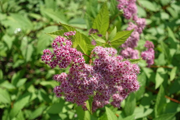 Close view of pink flowers of Japanese meadowsweet in June