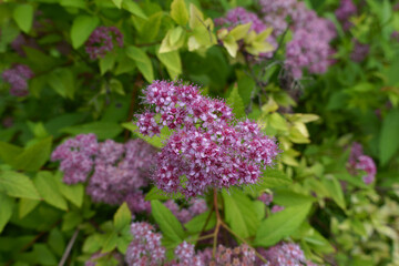Closeup of pink flowers of Japanese meadowsweet in June