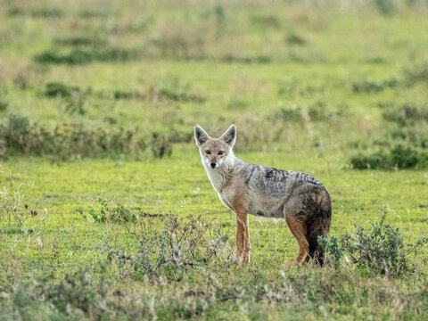 Adult African golden wolf (Canis anthus), Serengeti National Park, Tanzania