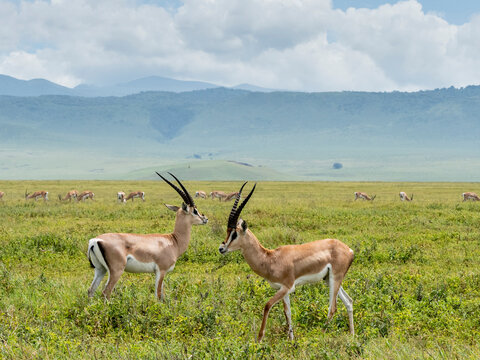 Adult male Grant's gazelles (Nanger granti), inside Ngorongoro Crater, Tanzania
