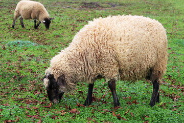六甲山牧場・羊