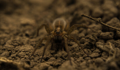 brown earthen spider hunts insects, looking out of hiding