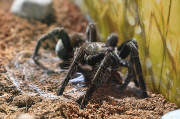 Spider pamphobeteus insignis close up