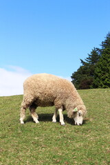 六甲山牧場・羊