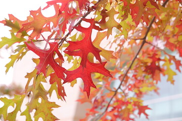 Fototapeta premium red maple leaves