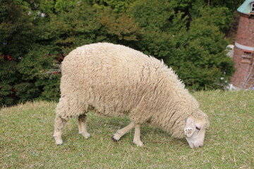 六甲山牧場・羊