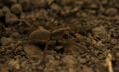 brown earthen spider hunts insects, looking out of hiding