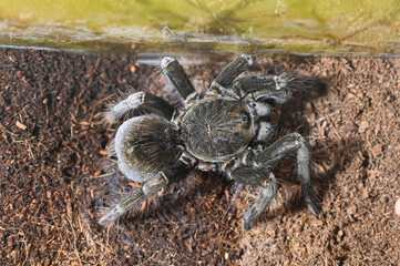 Spider pamphobeteus insignis close up