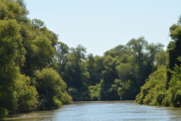 river in the forest