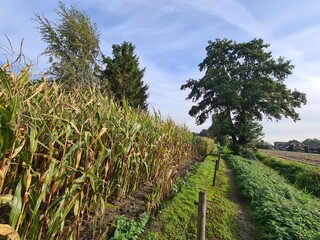 Obraz premium field of corn