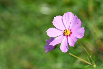 開花したばかりのピンク色の一輪のコスモスの花