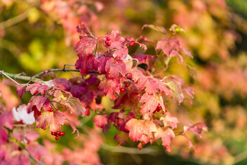 Beautiful Red foliage on a viburnum Bush in the autumn garden, background