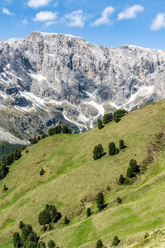 Sparse trees of Swiss stone pine (Pinus cembra) of green woodland, Dolomites, Trentino-Alto Adige, Italy