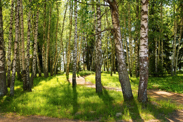 beautiful birch grove in spring with a path to the river