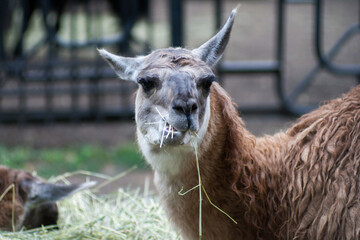 Fototapeta premium Lama eating hay portrait. Focus on eyes.