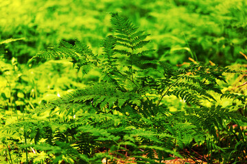 beautiful fern in the forest in spring