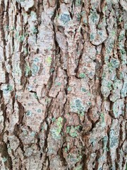 bark of a tree