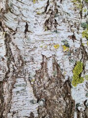 bark of a tree