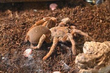 Spider teraphosa cravshai close up