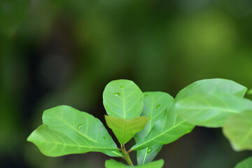 Natural green leaves Looks beautiful and refreshing	