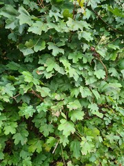 Obraz premium green leaves background