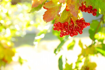 Ripe viburnum berries on tree